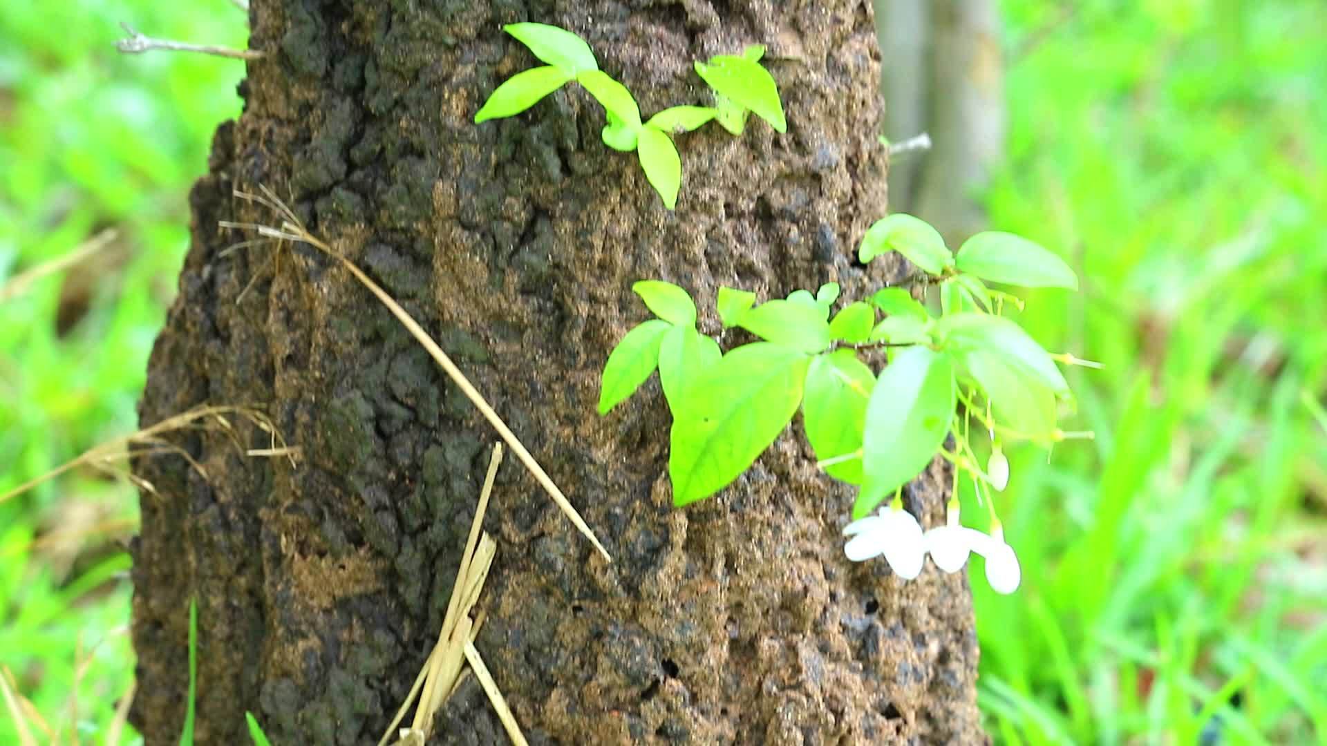 雨后树上的白蚁从垂直的脚到顶部视频的预览图