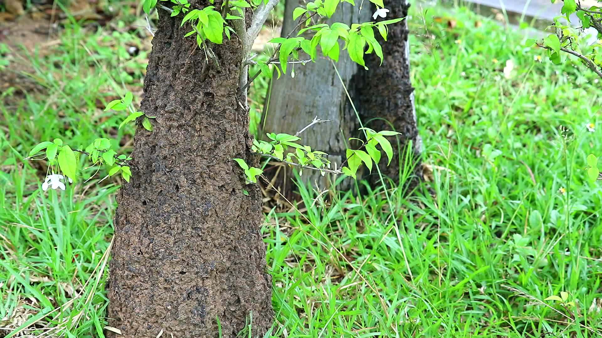 白蚁在树上筑巢雨后在脚下植树视频的预览图