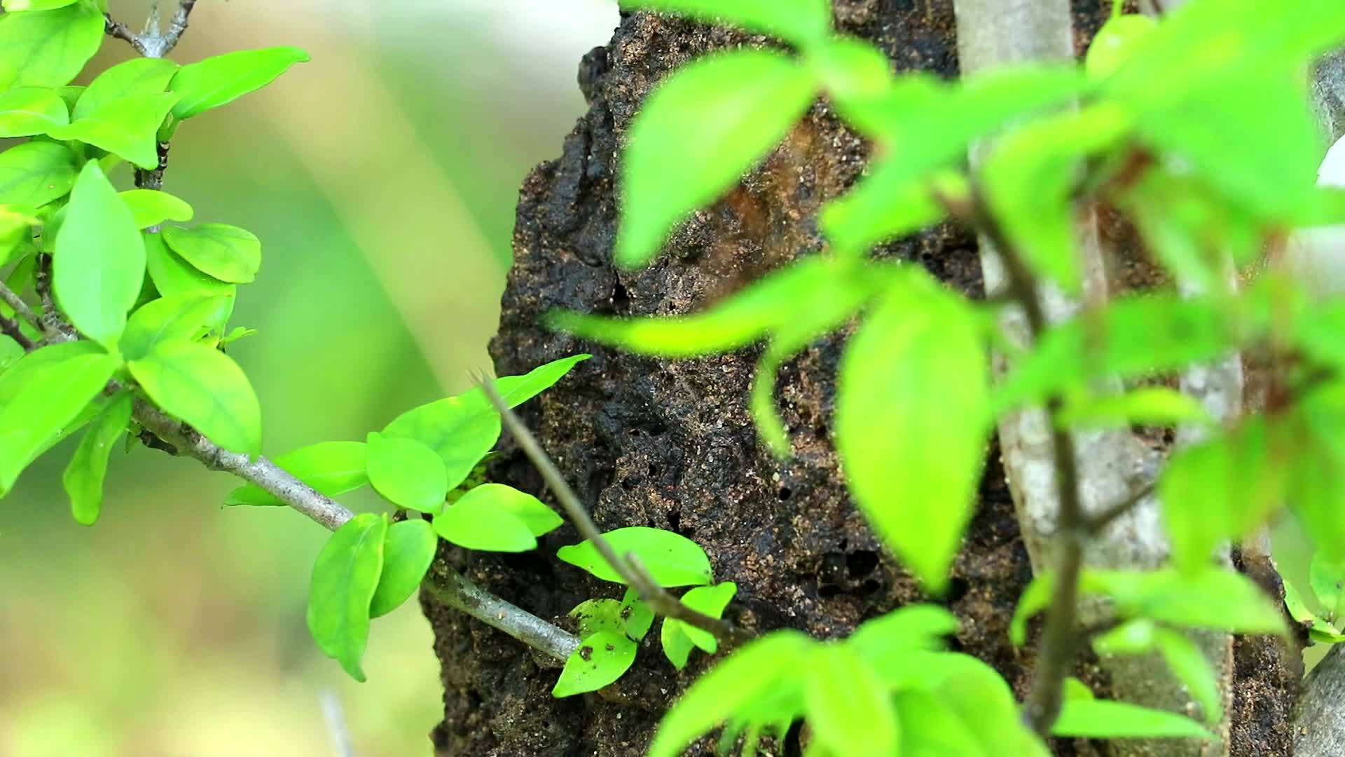 雨后树上筑巢的白蚁垂直脚到顶部1视频的预览图