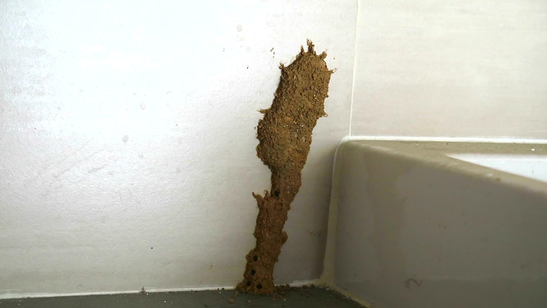 水槽旁边的白蚁筑巢吃家具1视频的预览图