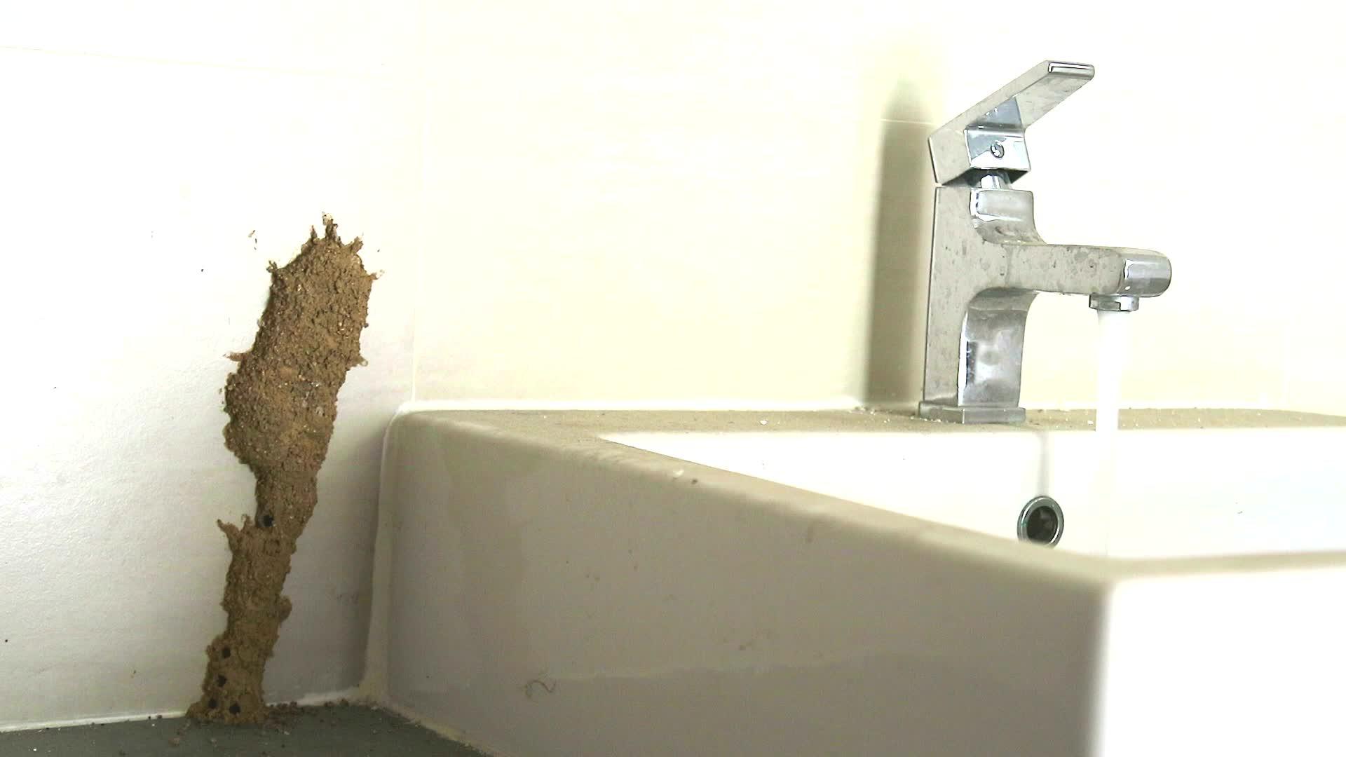 白蚁在水槽旁筑巢吃家具开水视频的预览图