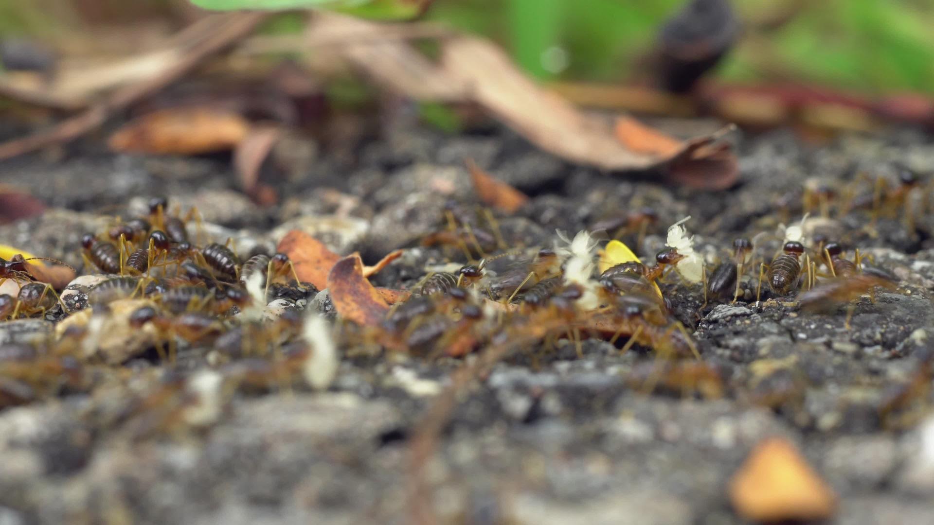 迁徙的白蚁聚集在一起将幼虫带入新的巢穴视频的预览图