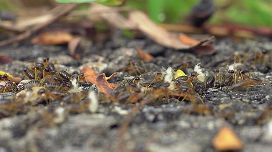 迁徙的白蚁聚集在一起将幼虫带入新的巢穴视频的预览图