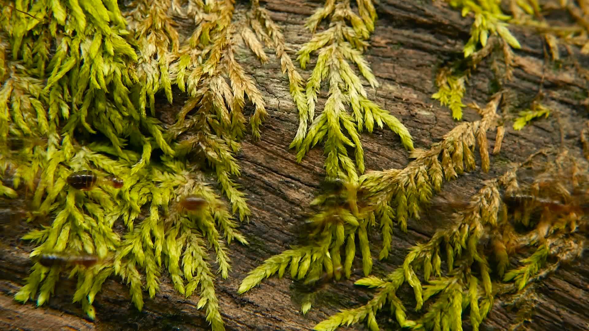 黑白蚁的血毛含有土壤用苔藓树皮在丛林中筑巢视频的预览图