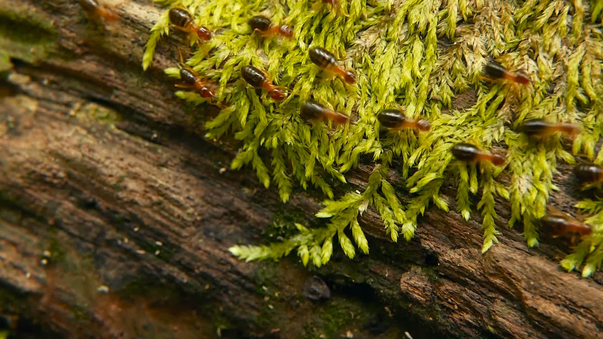 黑白蚁的血毛含有土壤用苔藓树皮在丛林中筑巢视频的预览图