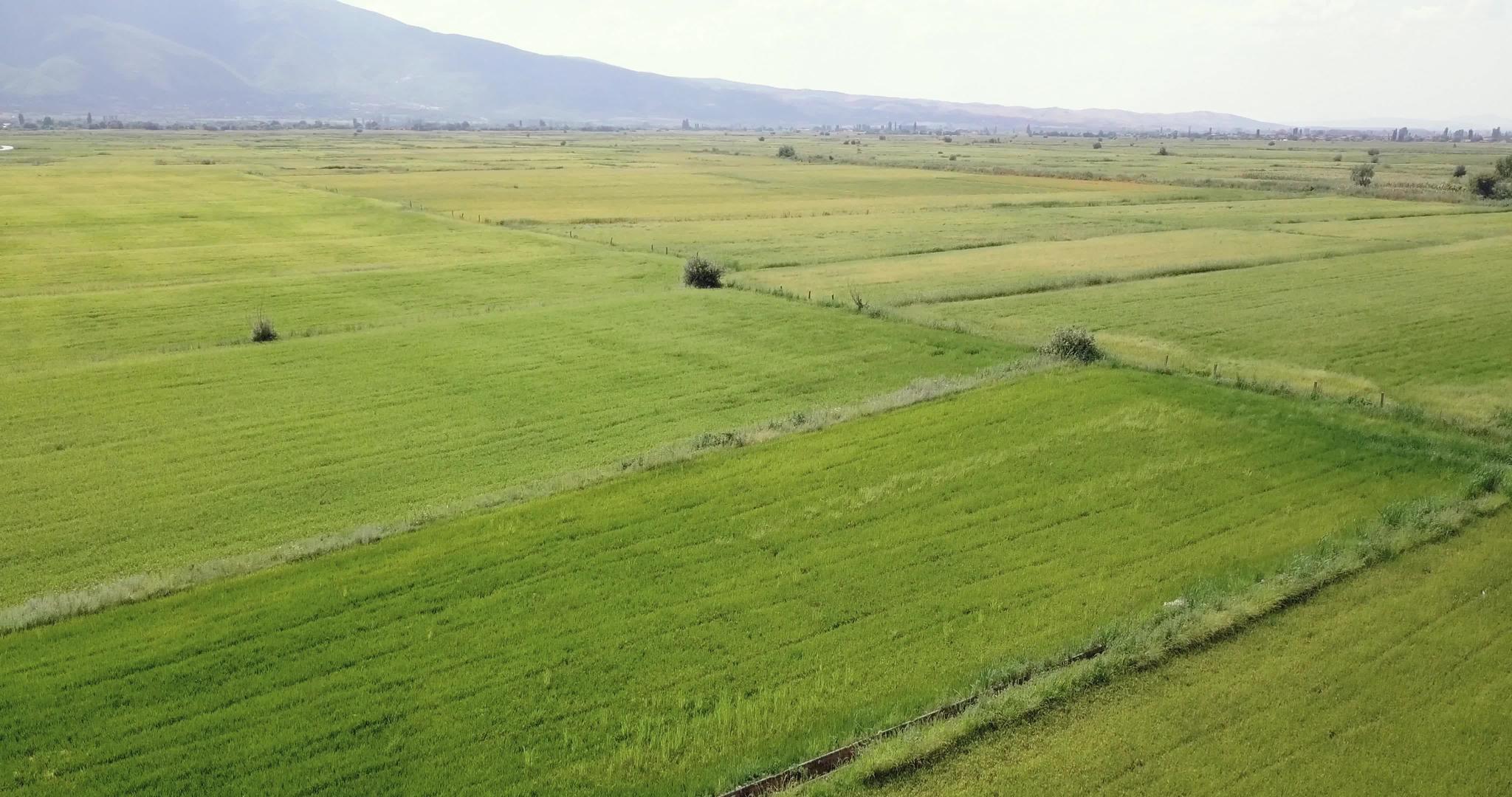 从空中观察农村绿色稻田的无人驾驶飞机视频的预览图