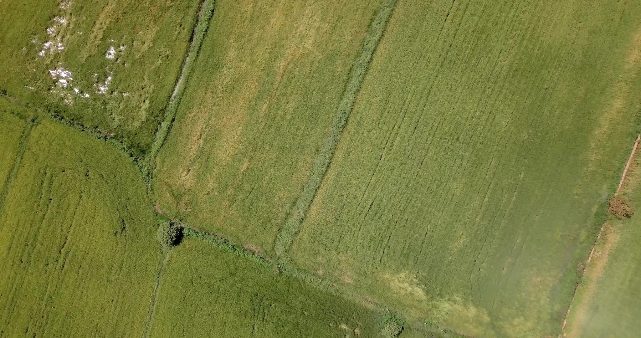 在丰收季节青稻田在空中观光视频的预览图