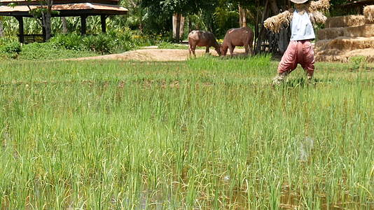 泰国东南亚的稻田和稻草以及两头牛在亚洲的农村生活视频的预览图