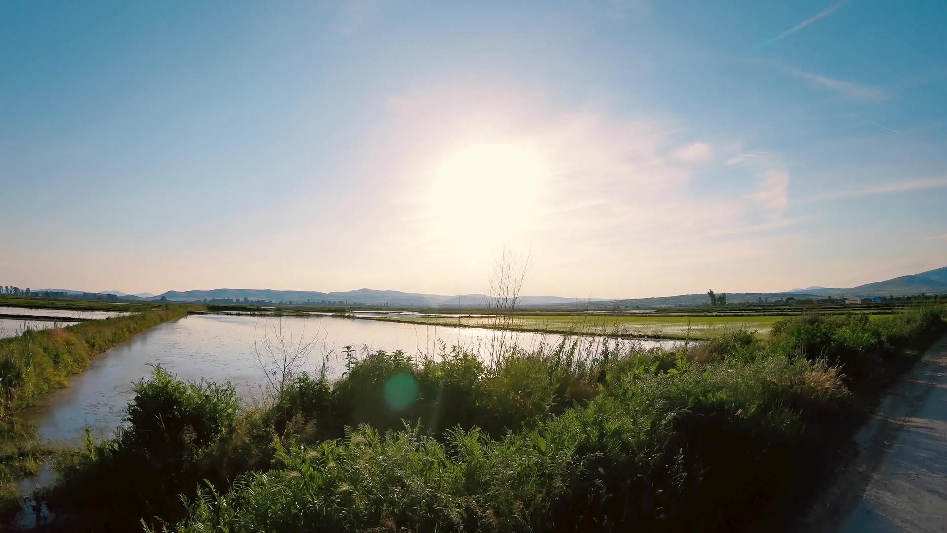 灌满水和阳光的稻田在深水表面反射视频的预览图