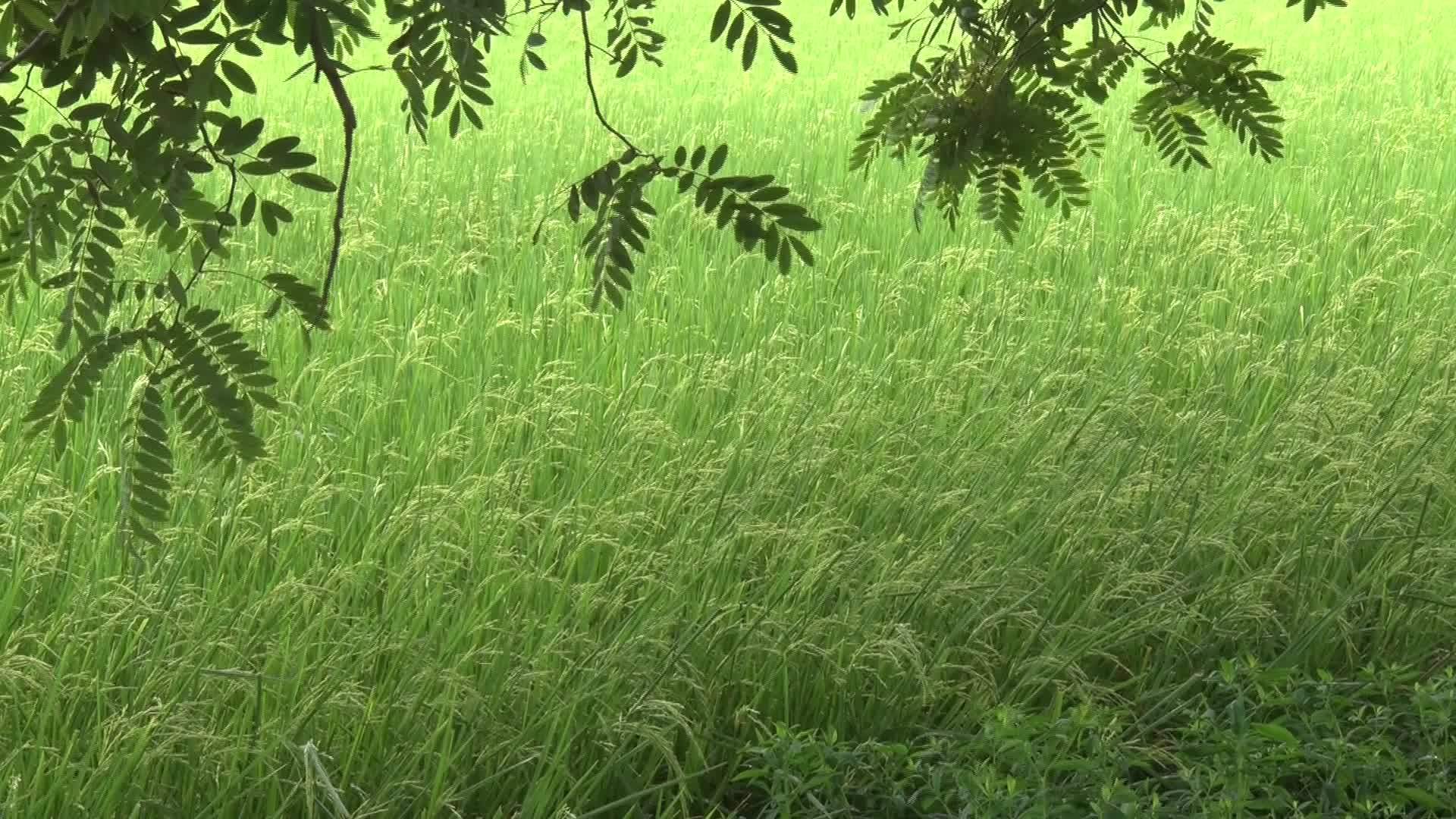 稻树视频的预览图