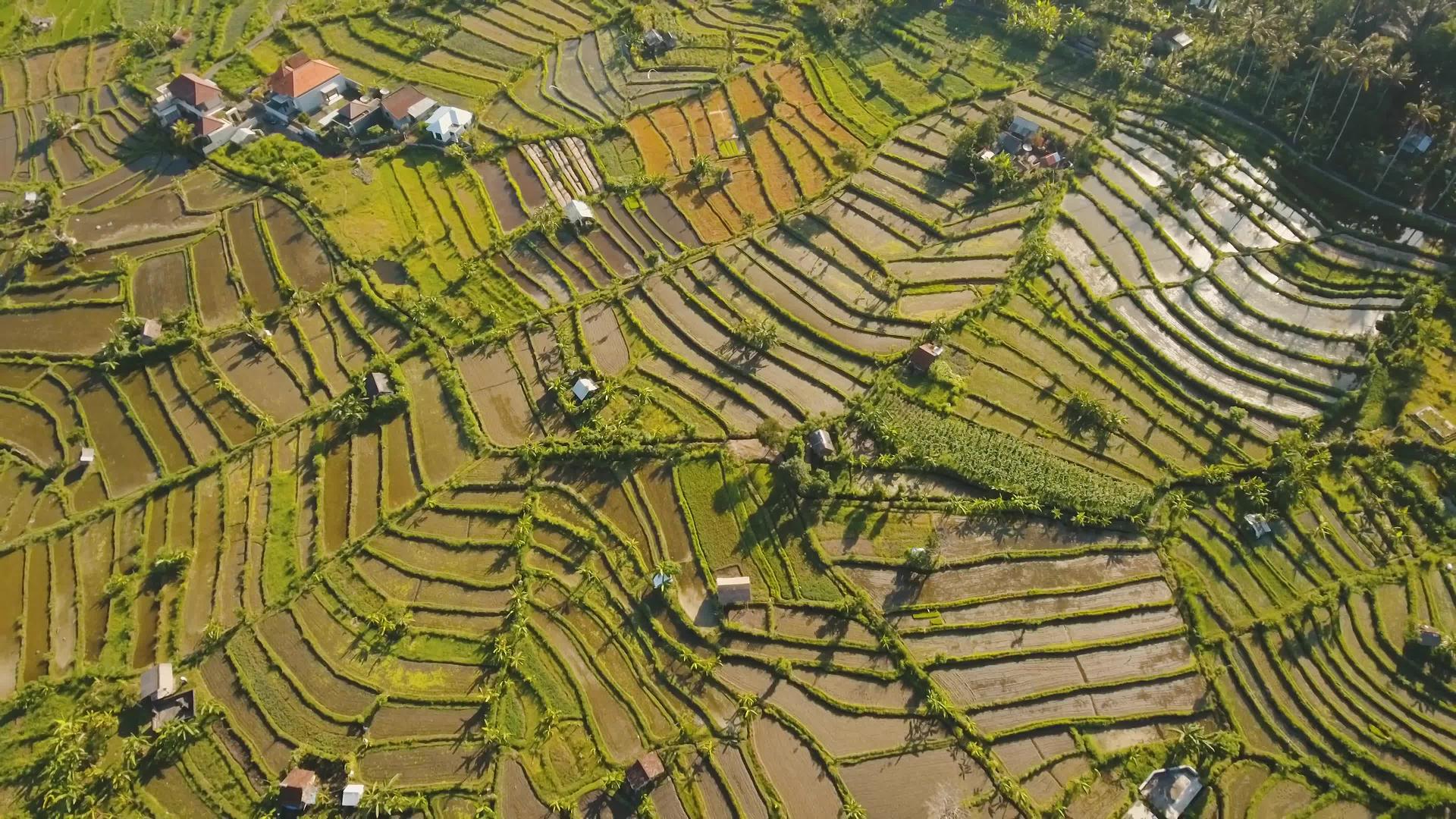 景观和水稻梯田巴厘岛印度尼西亚水稻梯田视频的预览图
