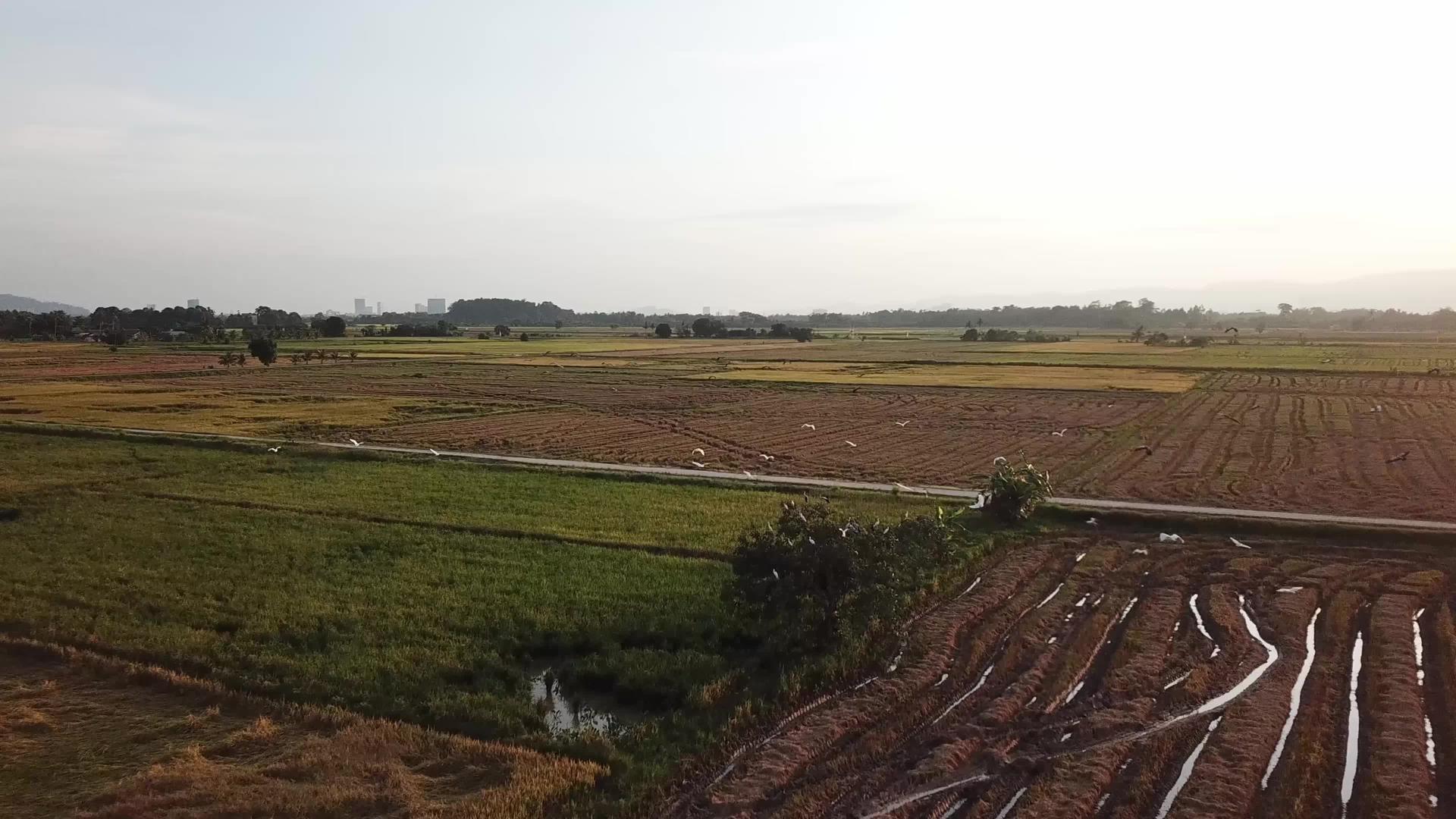 食鸟群飞过稻田视频的预览图