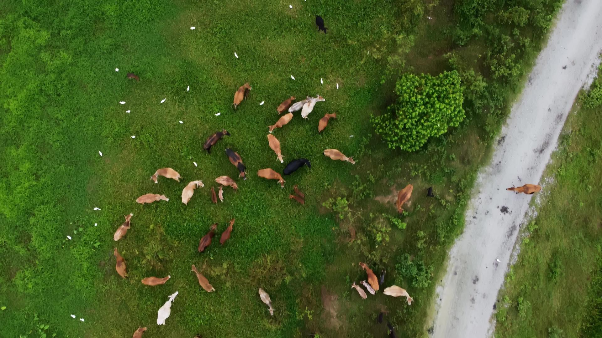 从空中往下看黄雀鸟在牛群的顶端飞翔视频的预览图