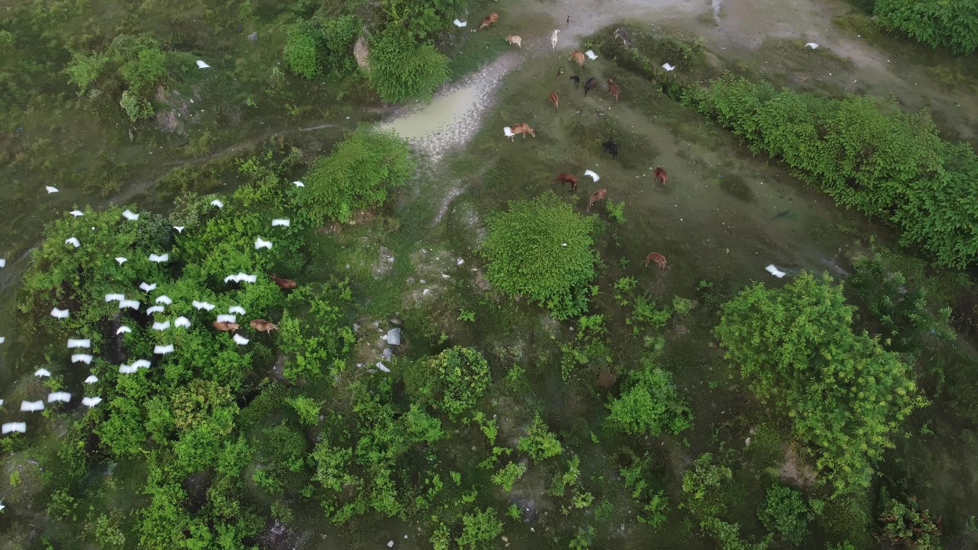 白鹤鸟飞过奶牛头顶视频的预览图