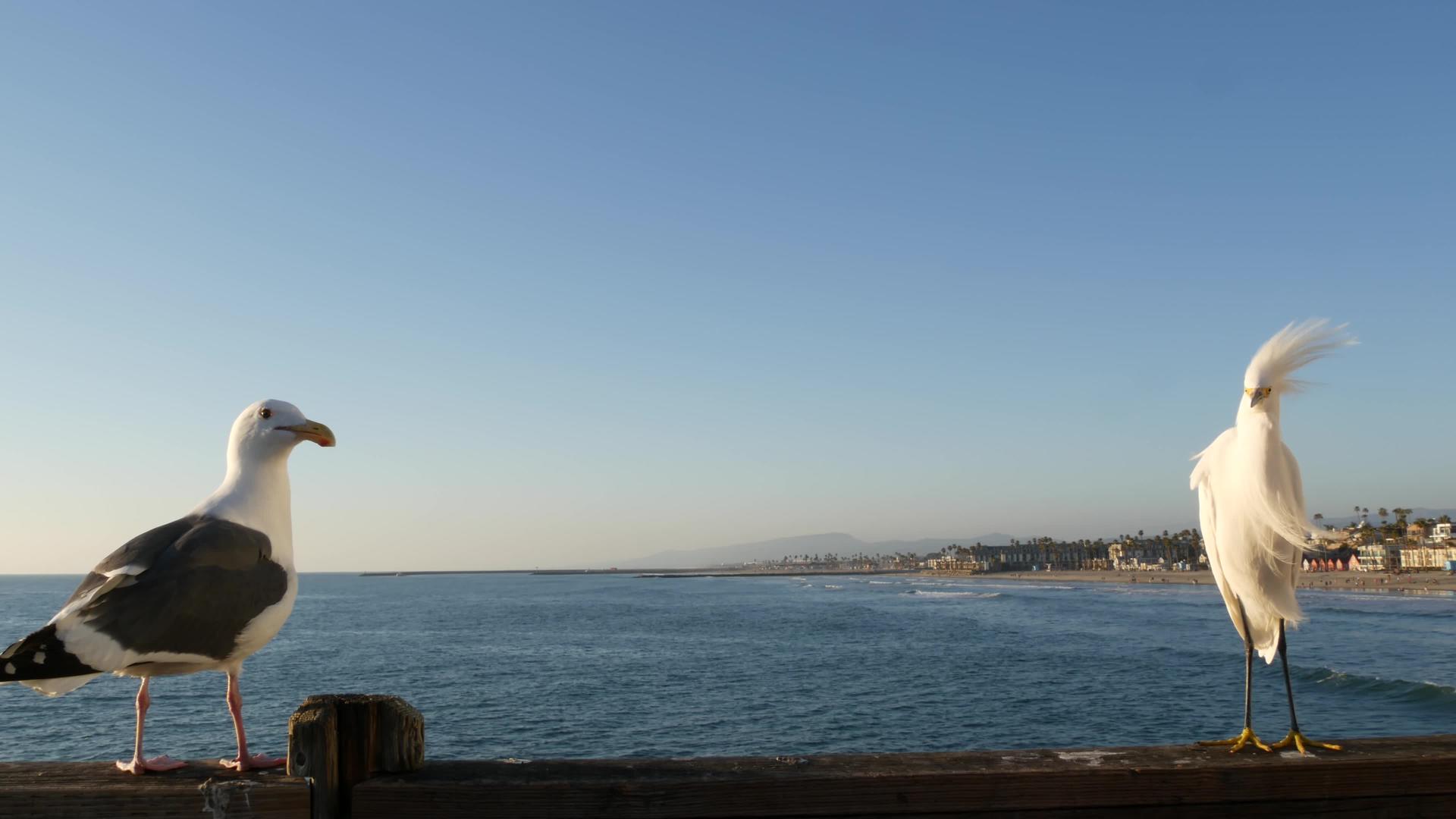 白雪公主埃格雷特在福尼亚的码头栏杆上usa海滨海水浪视频的预览图