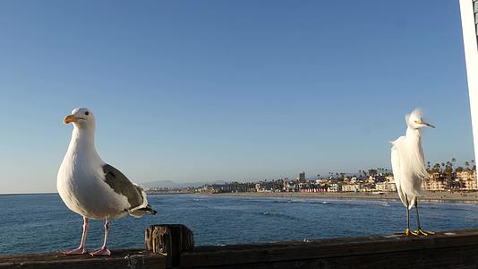 白雪公主埃格雷特在福尼亚的码头栏杆上usa海滨海水浪视频的预览图
