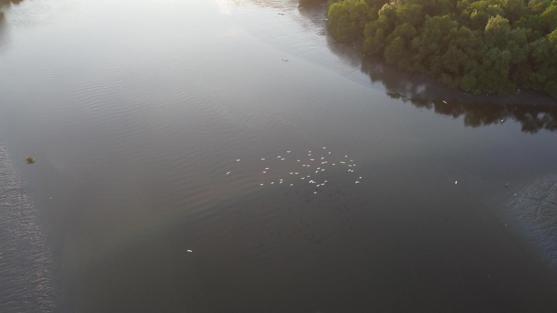 白鸟在红树附近的河上飞翔视频的预览图