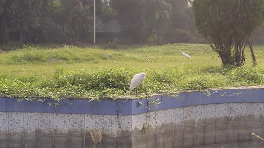 印度西部加尔各答拉宾德拉萨罗瓦尔湖公园前院或后院草坪视频的预览图