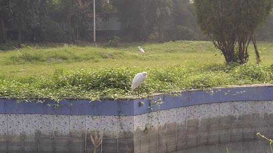 印度西部加尔各答拉宾德拉萨罗瓦尔湖公园前院或后院草坪视频的预览图