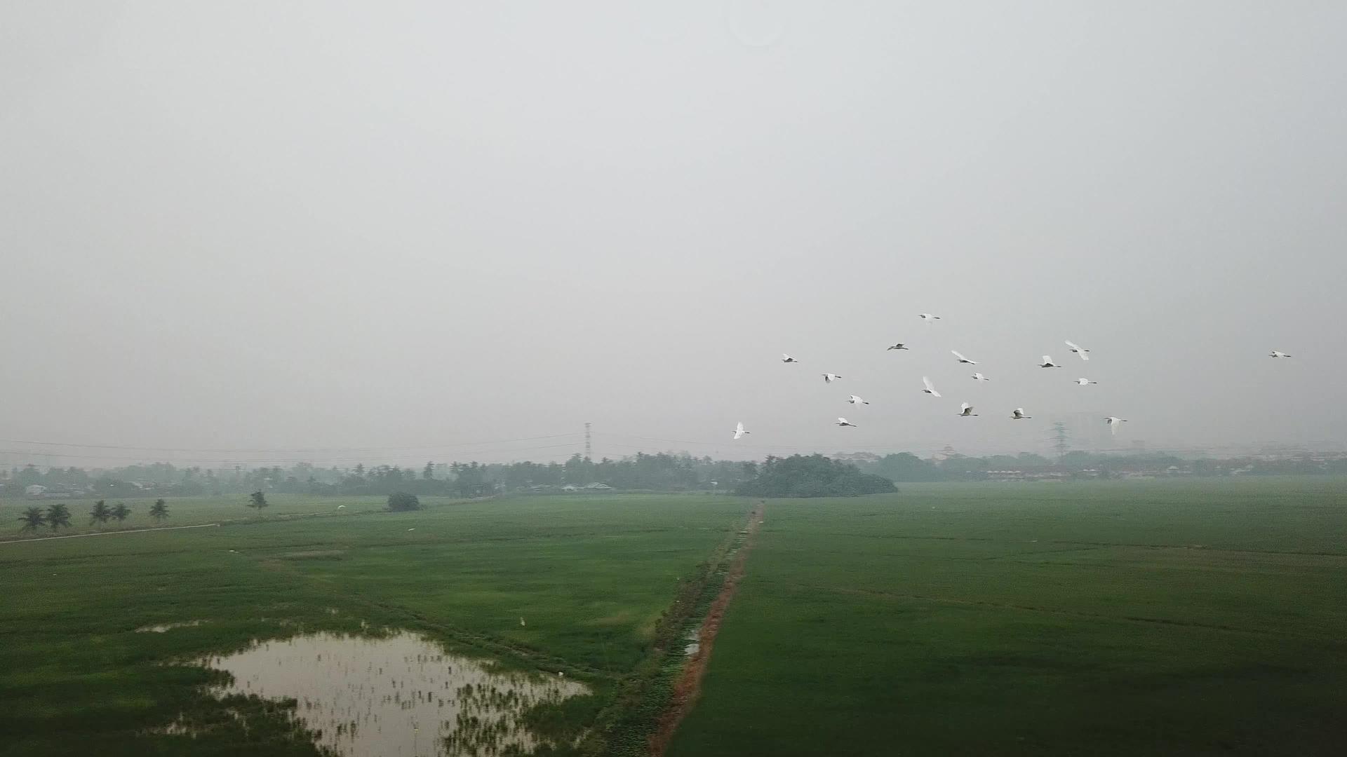 黄雀鸟在空中飞翔视频的预览图
