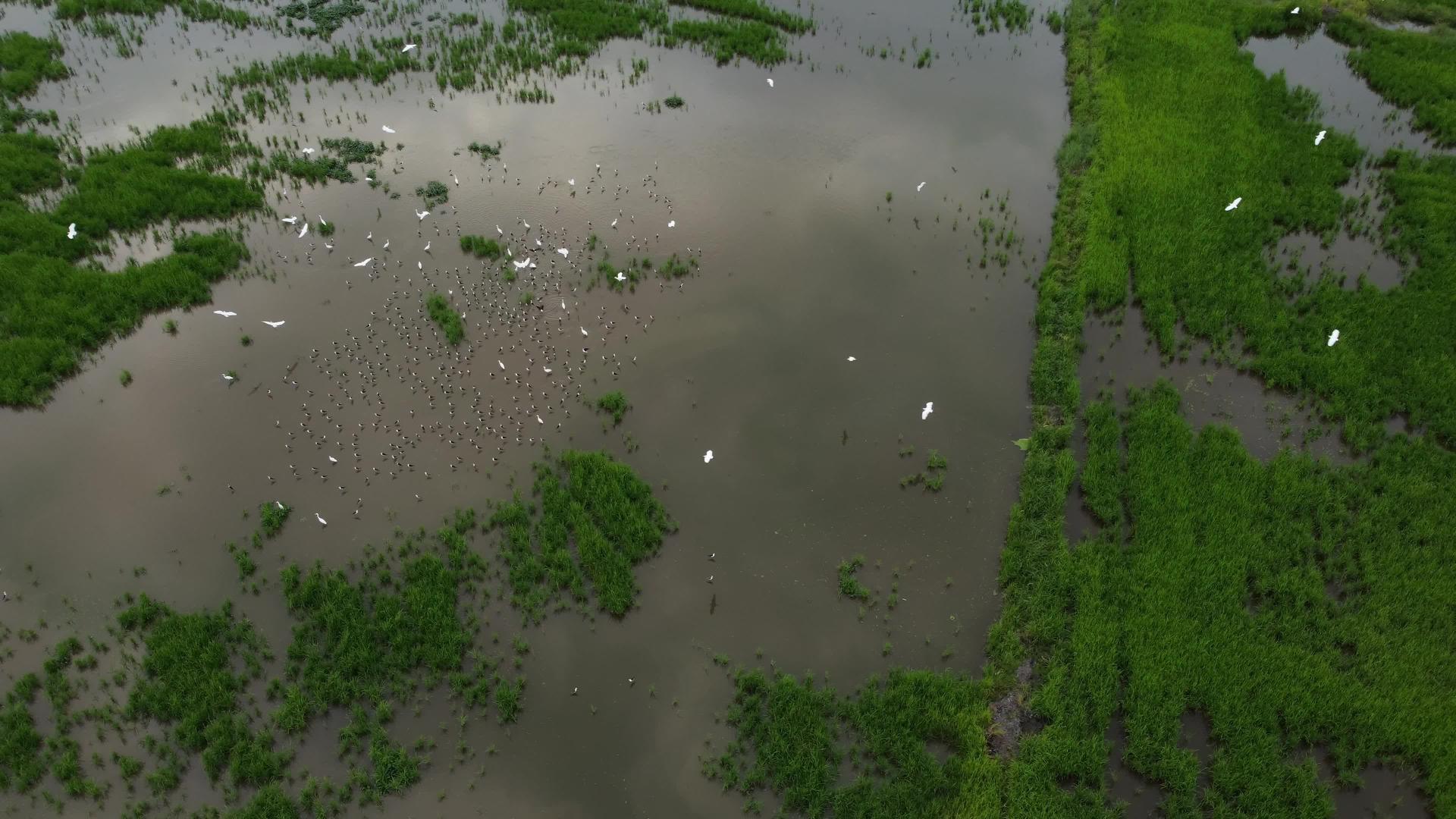 食鸟在绿色稻田登陆时飞翔视频的预览图