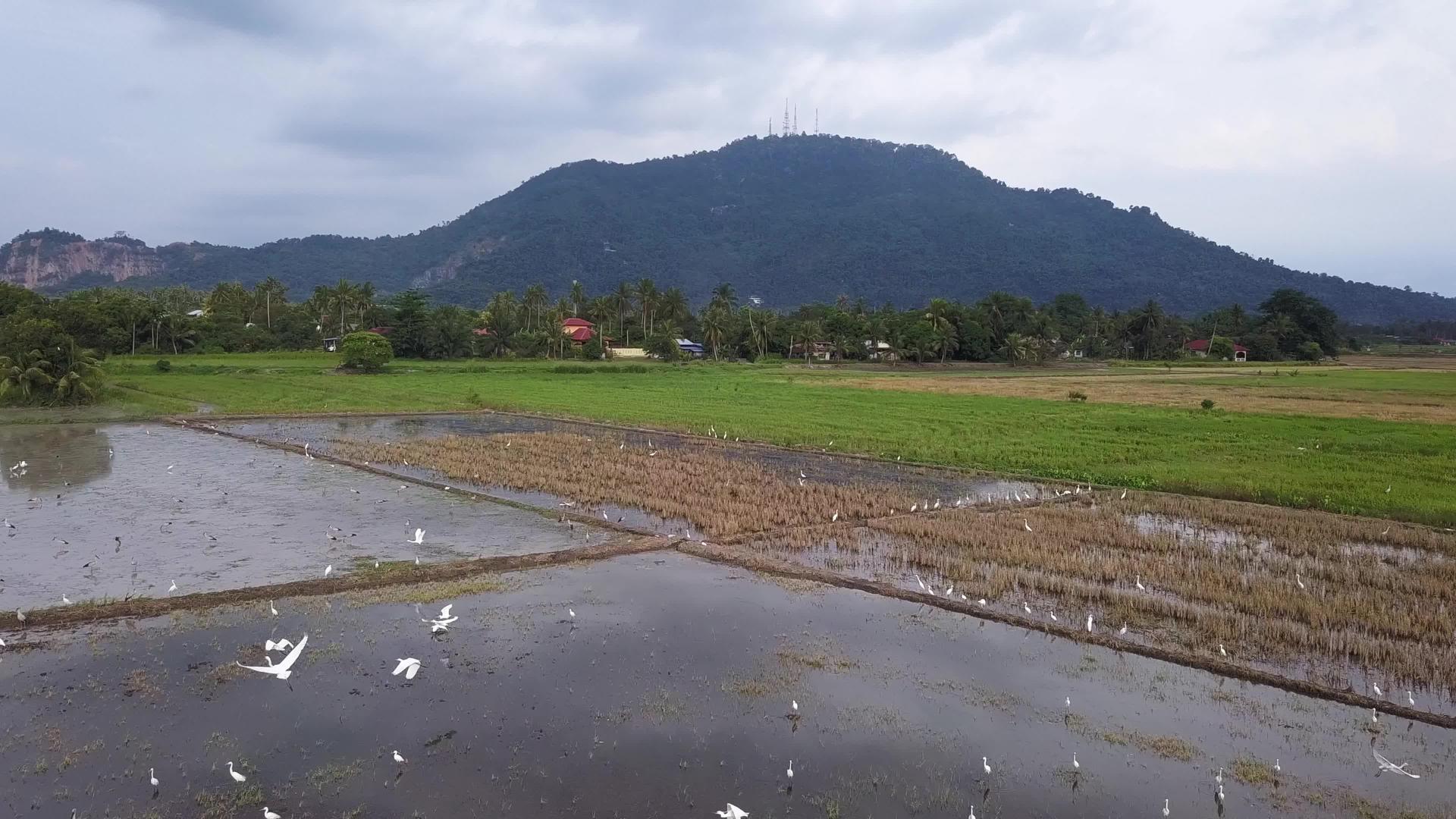 食鸟在稻田里飞翔视频的预览图