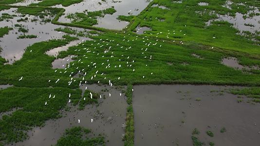 一群食虫鸟在稻田里飞翔视频的预览图