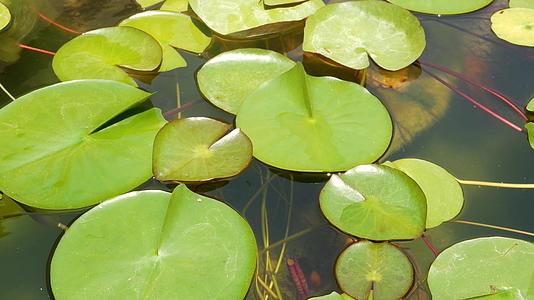 绿叶漂浮在宁静的水中在阳光明媚的日子里视频的预览图
