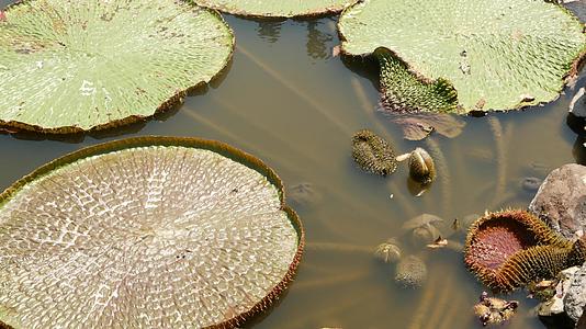 漂浮在池塘里的睡莲从上面漂浮在平静的水中视频的预览图