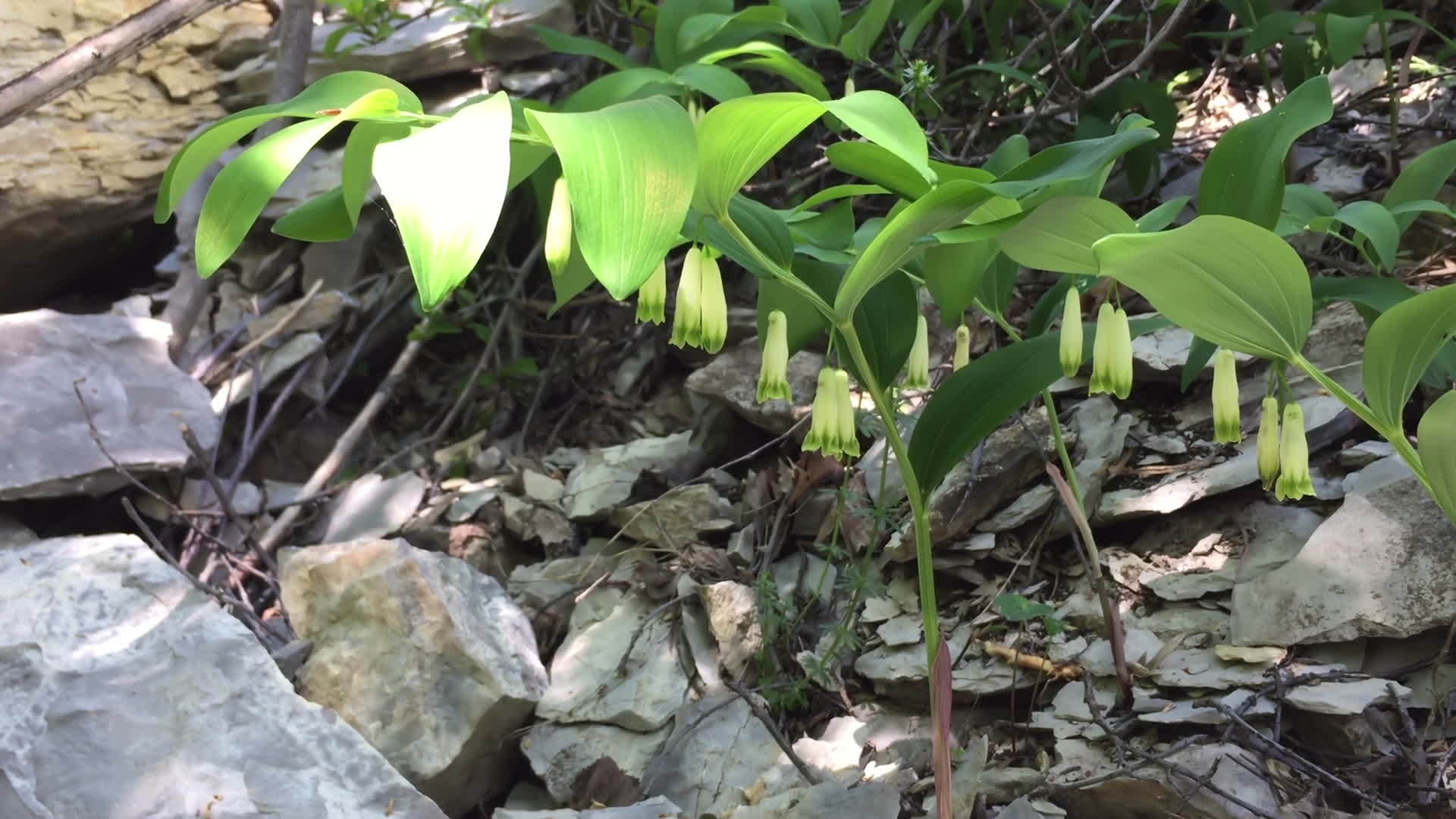 五月百合生长在山谷的岩石地形上在春天的悬崖上的石头上视频的预览图