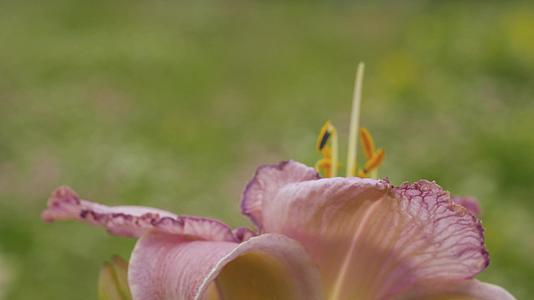 粉色百合花瓣在风中摇动视频的预览图