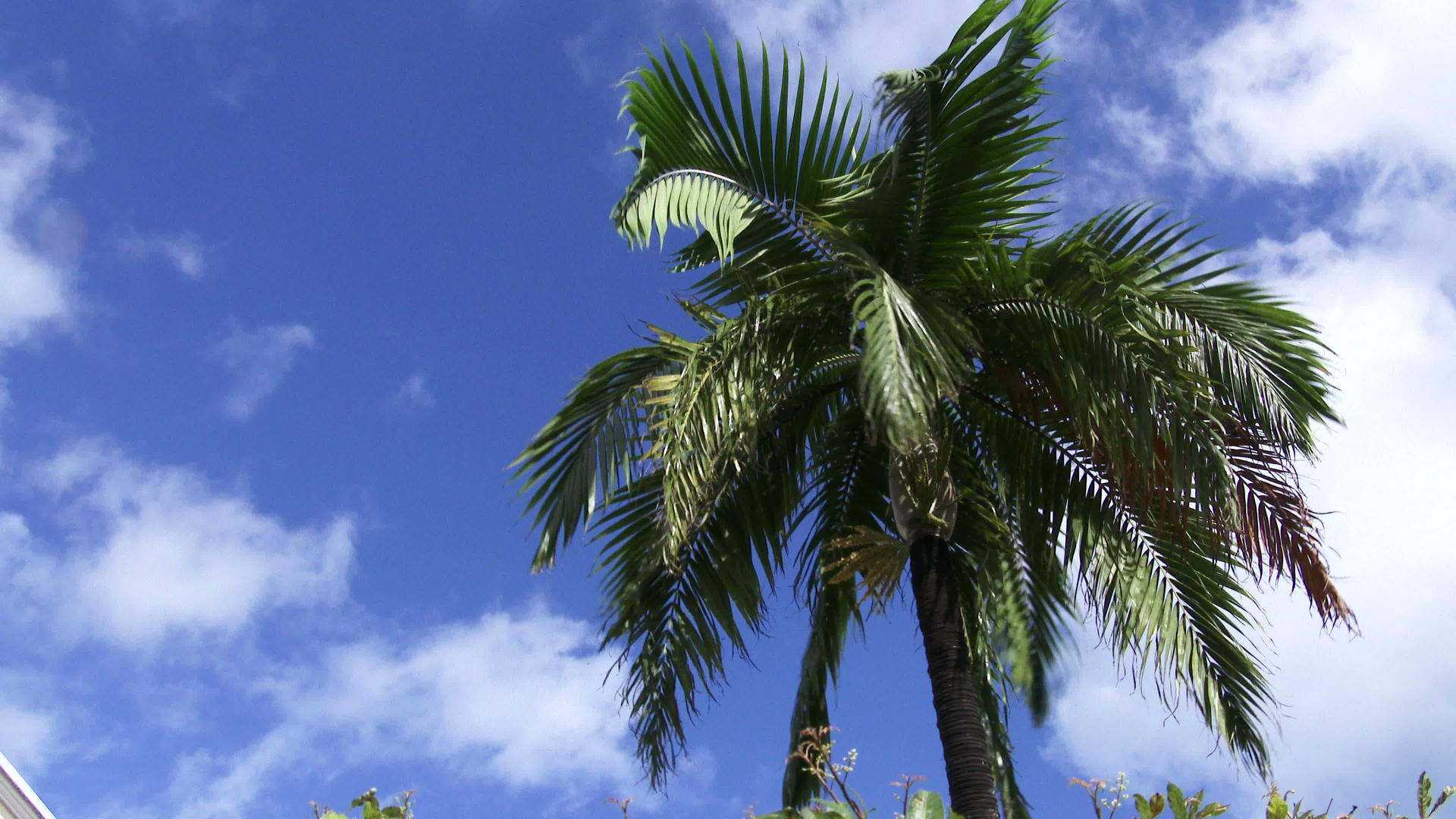在阳光明媚的日子里棕榈树护堤视频的预览图