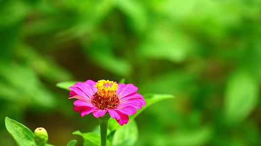 粉色的花朵在阳光下照耀着亲密的花园风景视频的预览图