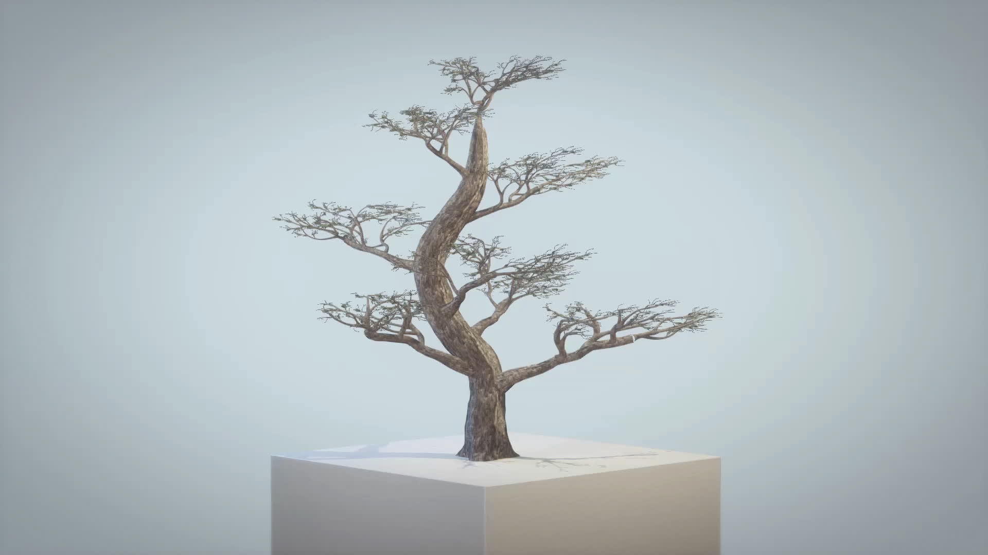 生长在白柱上pentusa树时折叠视频的预览图