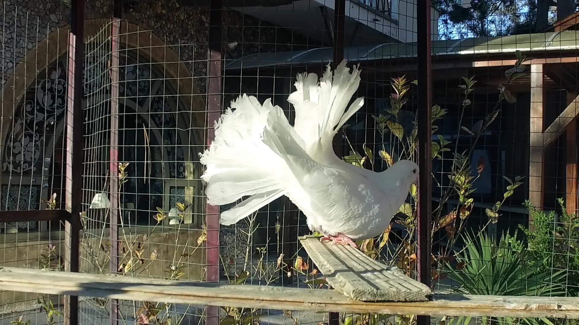 两对长尾羽毛的皇家鸽子在户外笼子里移动视频的预览图