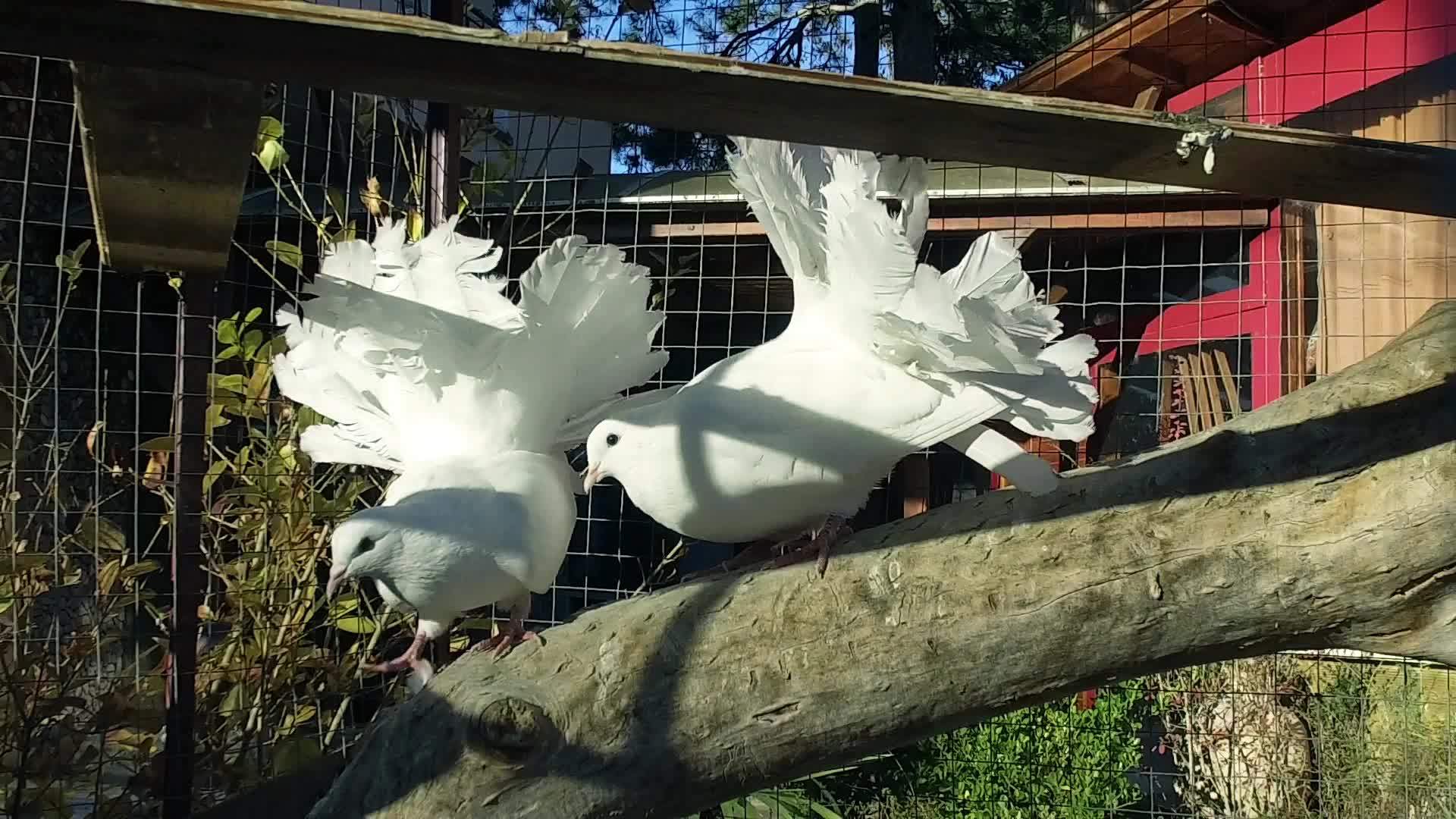 两只白鸽在笼子里美丽的风景和缓慢的动作视频的预览图