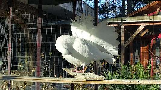 皇家鸽子鸟在野外花园笼子里干净羽毛慢视频的预览图