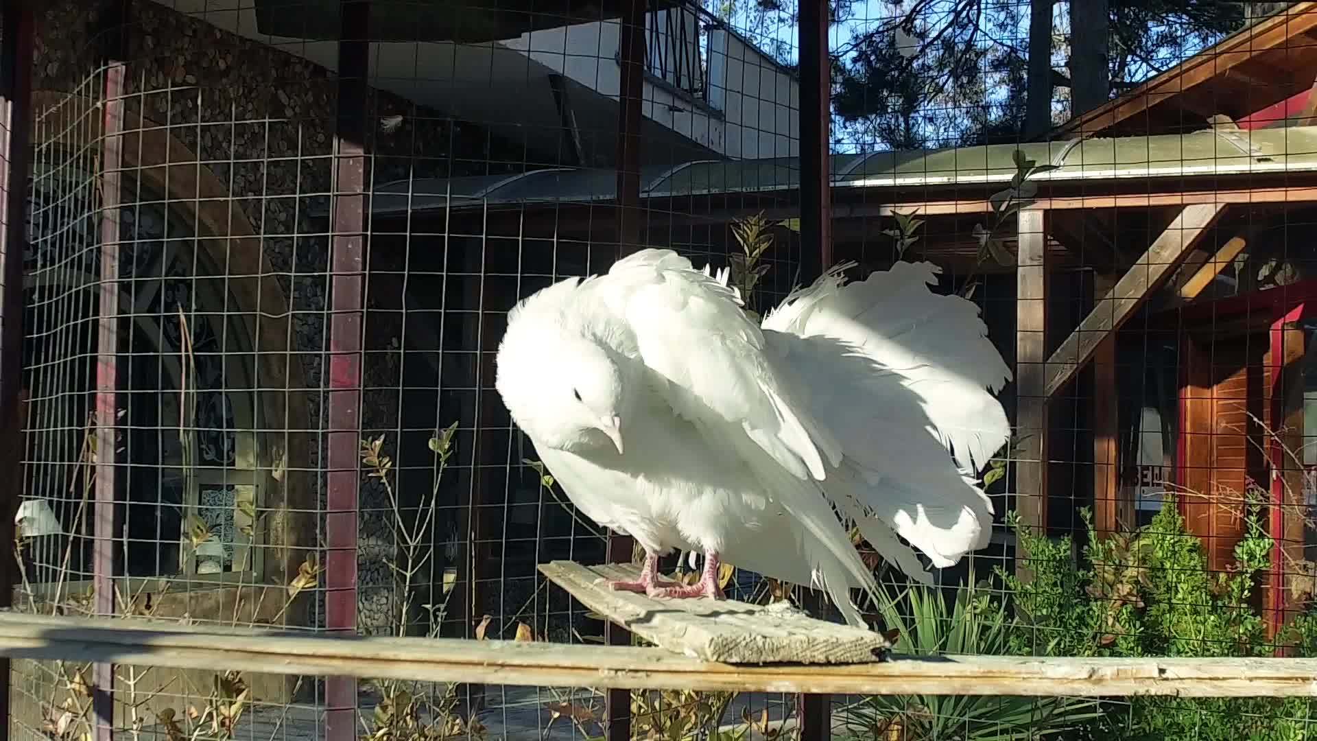 皇家鸽鸽在室外花园的笼子里做手势清洁羽毛慢动作视频的预览图