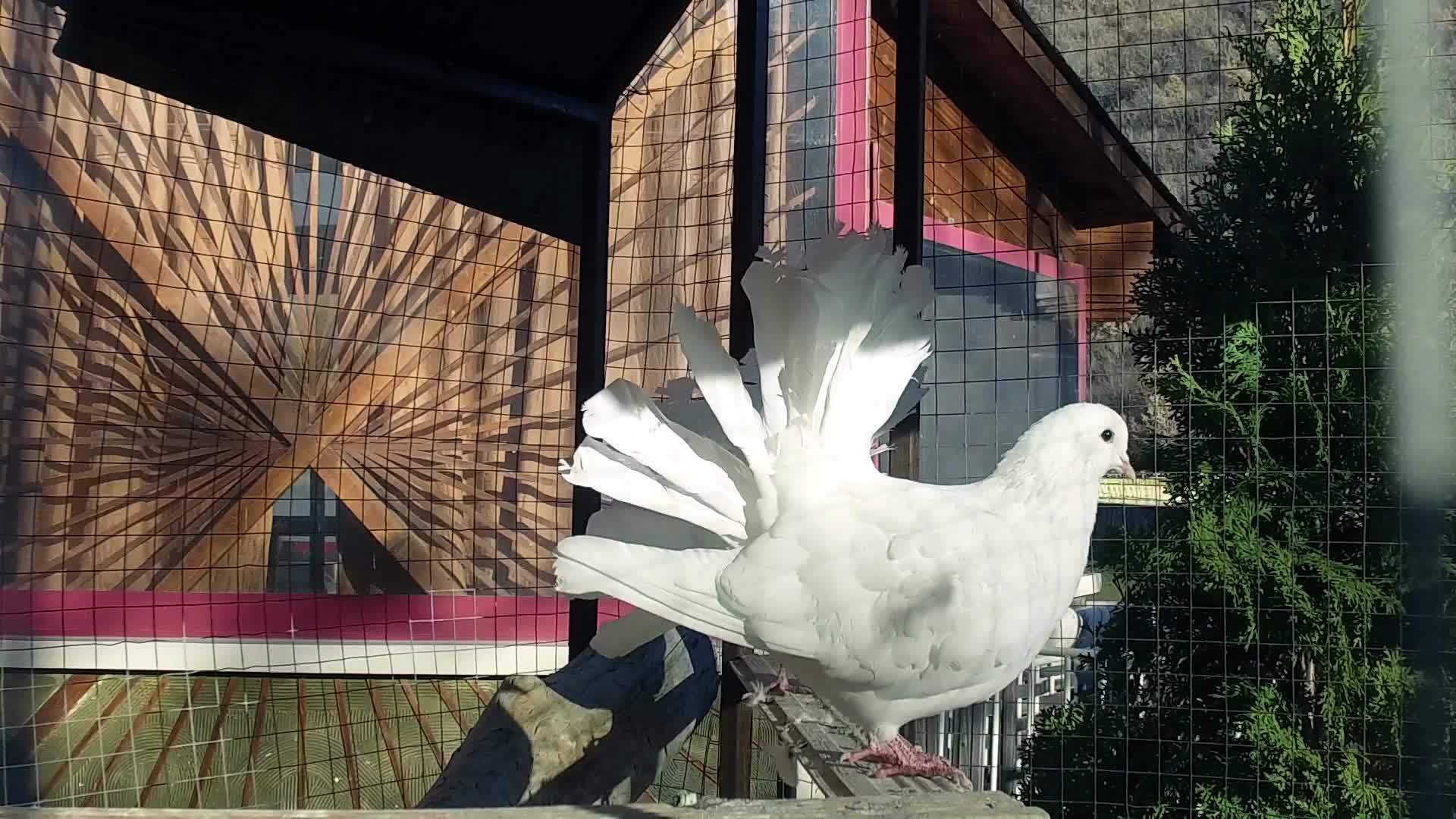 皇家白鸽站在笼子里慢地站着视频的预览图
