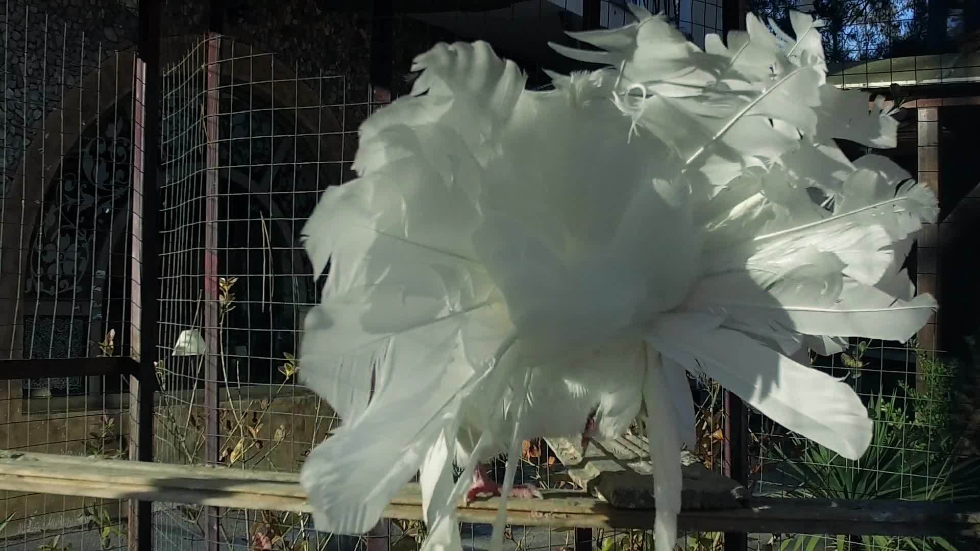 皇家白鸽独自在笼子里跳舞视频的预览图