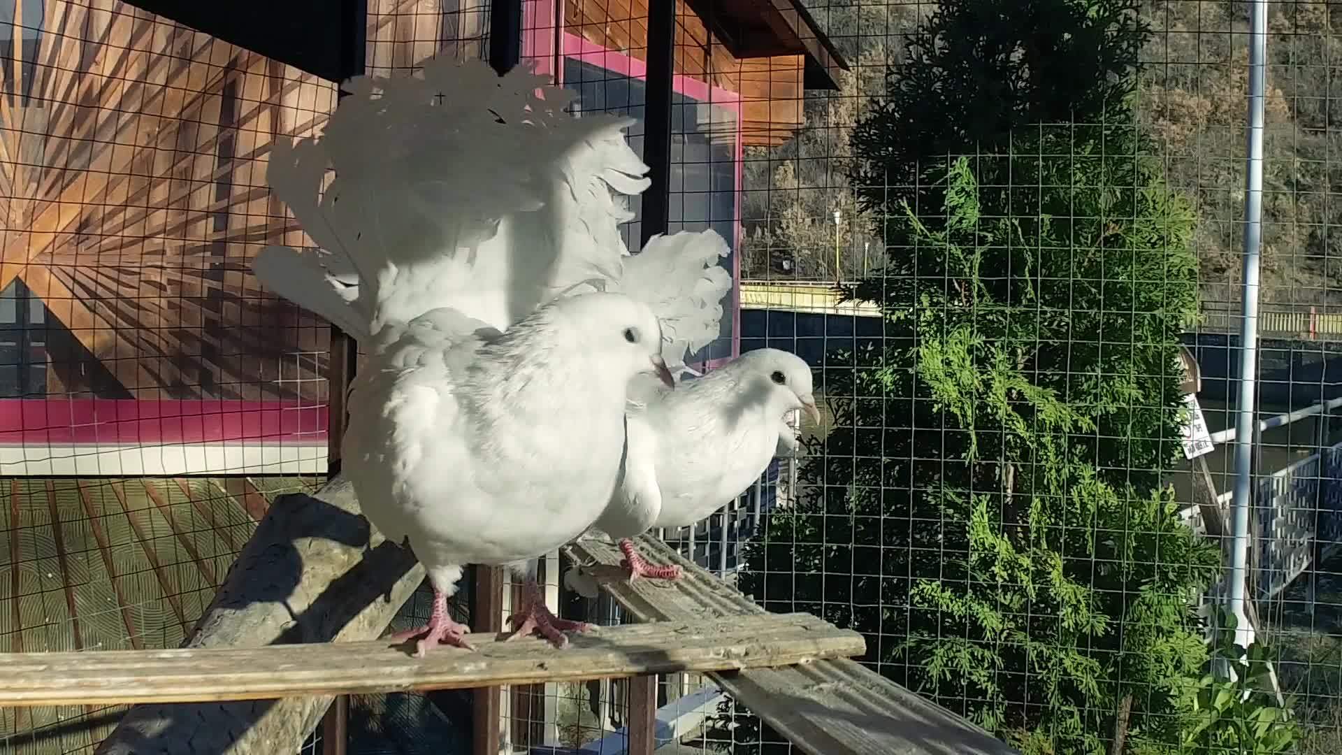 皇家白鸽在花园的笼子里视频的预览图