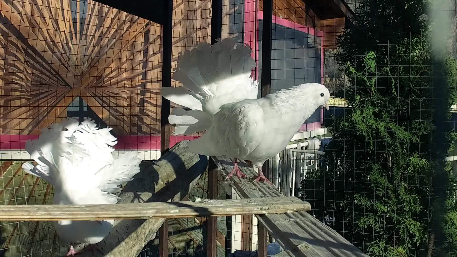 白冠鸽子双鸟跳舞转向花园笼慢动作视频的预览图