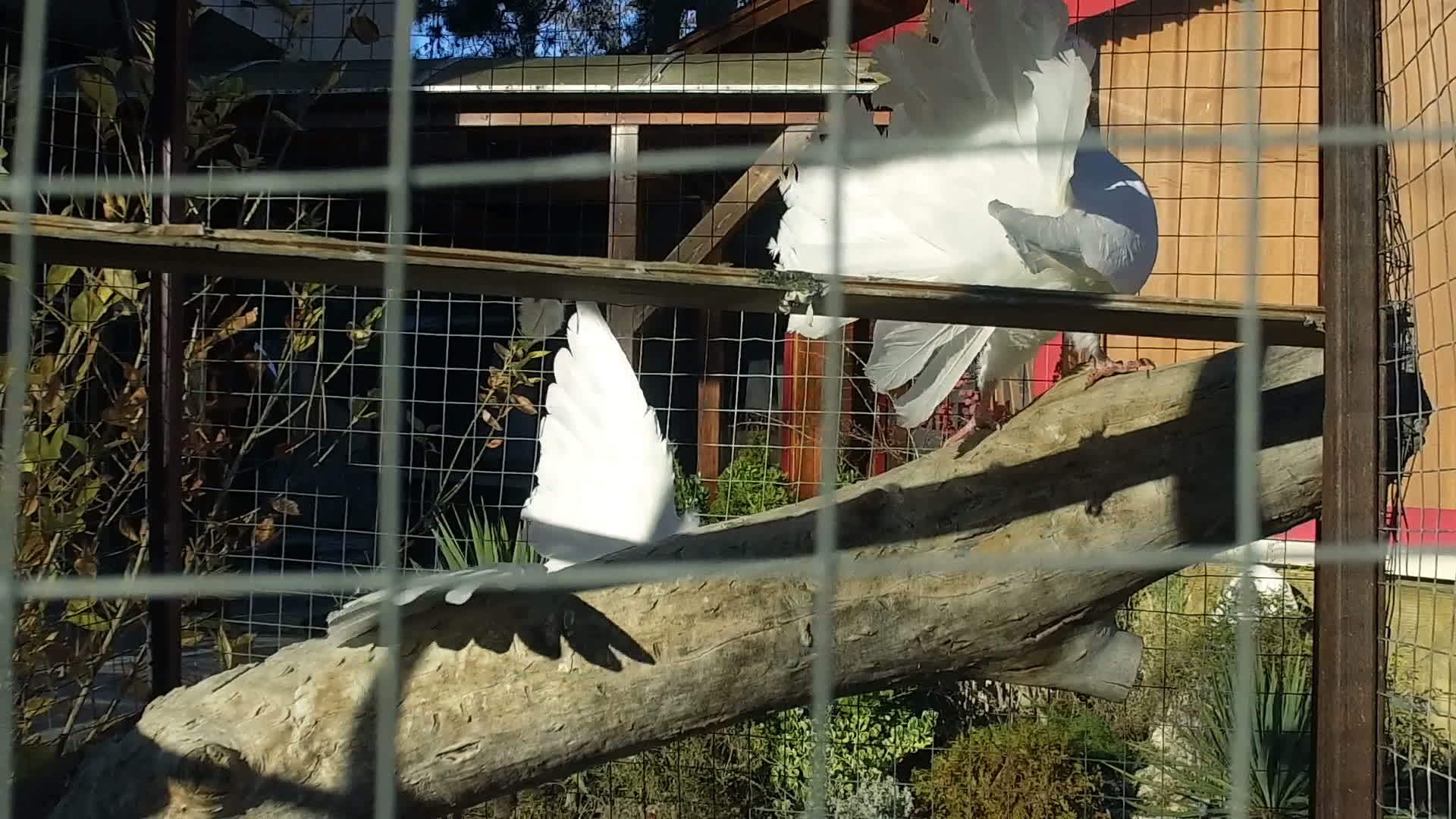 皇家白鸽在室外笼子里慢慢移动视频的预览图