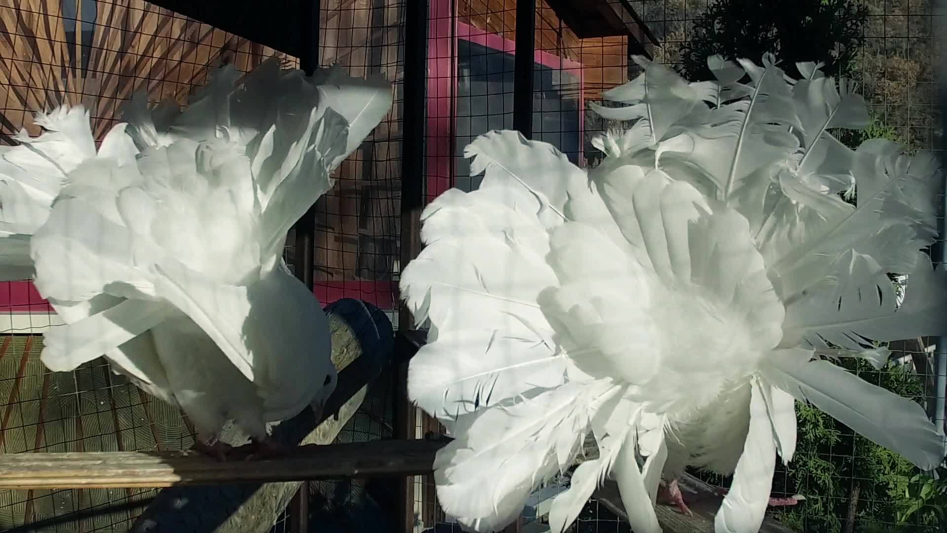 两只皇家白鸽在笼子里跳舞风景优美动作缓慢视频的预览图