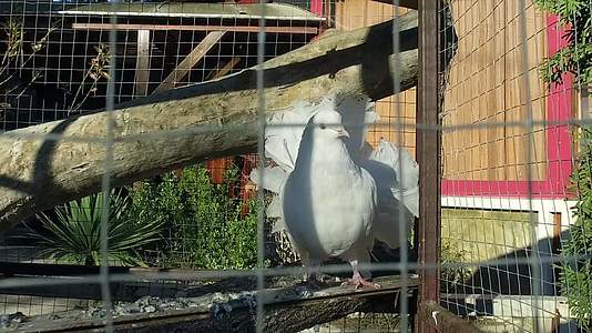 1cH00FFFFi1皇家白鸽站在笼子里休息视频的预览图