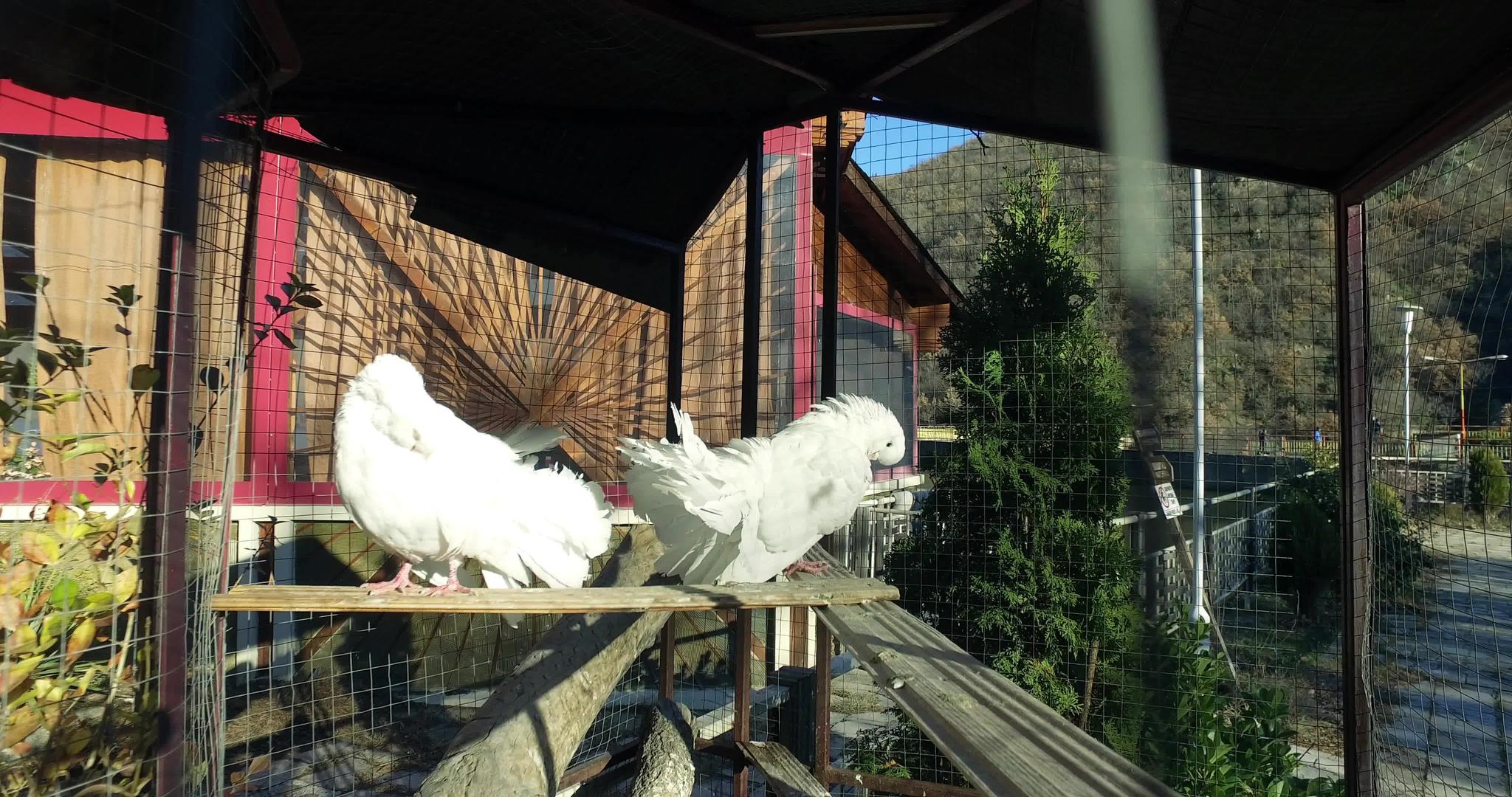 两对王室白鸽坐在笼子里的树枝旁边视频的预览图