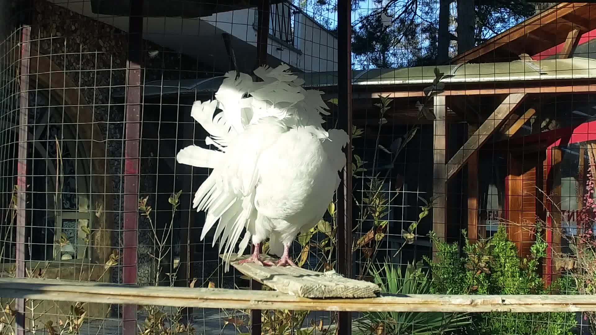 皇家鸽子在室外花园的笼子里慢慢地跳舞视频的预览图