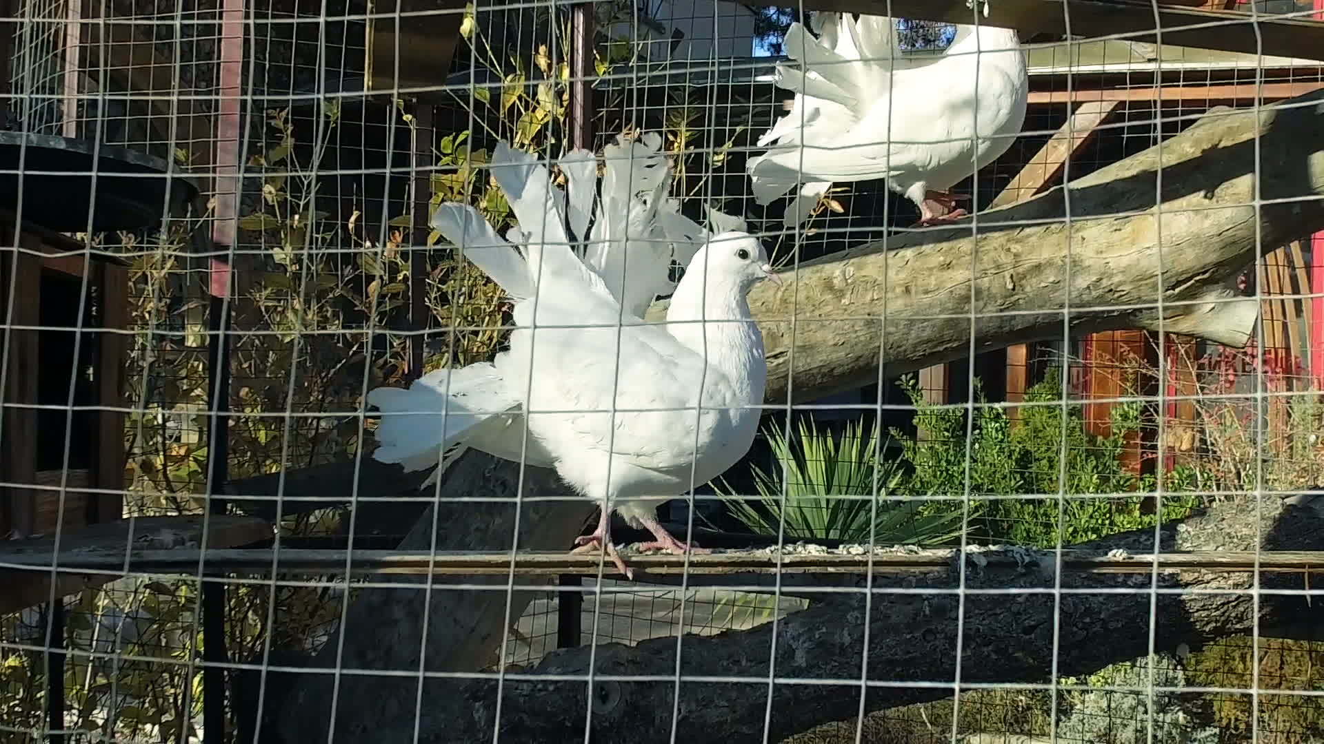 白冠鸽子鸟跳舞回到花园笼子里慢动作视频的预览图
