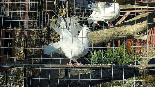 白冠鸽子鸟跳舞回到花园笼子里慢动作视频的预览图