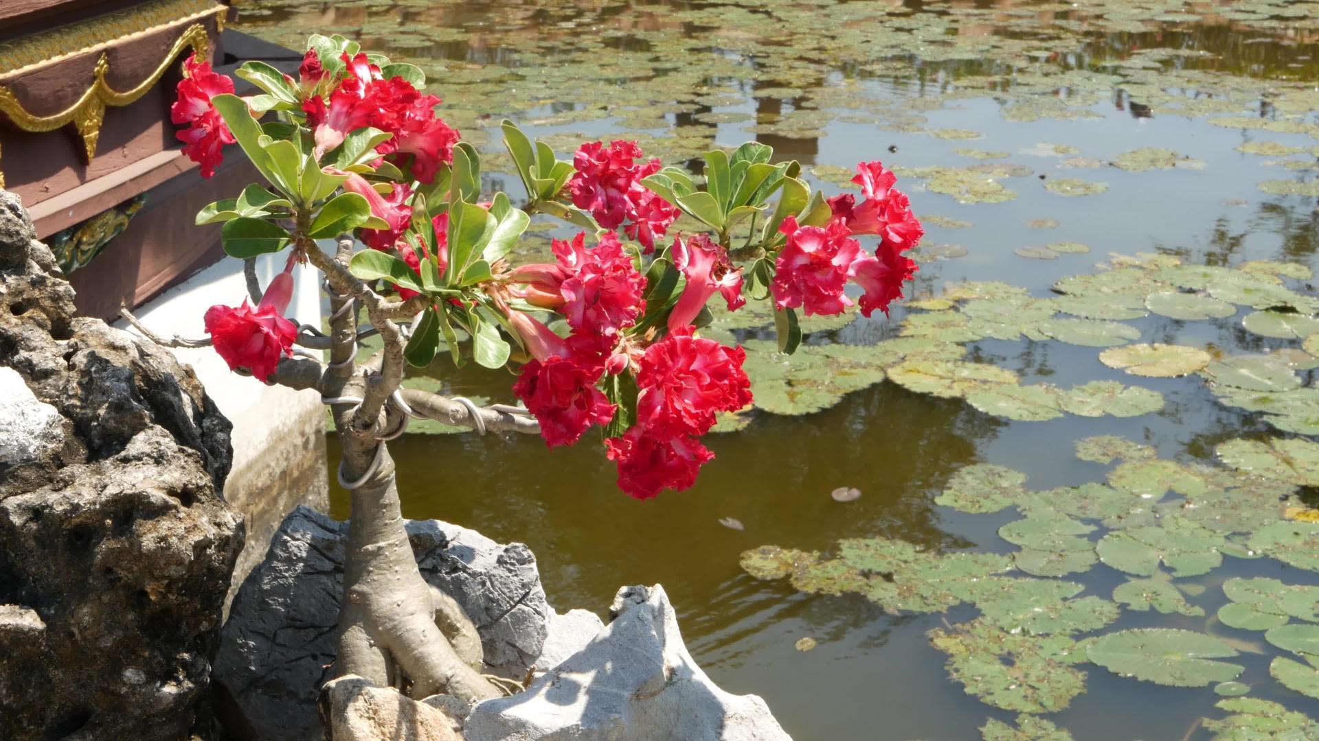 池塘附近盛开的盆景树在阳光明媚的日子里在泰国东方传统中视频的预览图